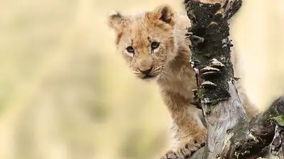 Двух львят держал алматинец в подсобке, фото - Новости Zakon.kz от 04.05.2023 10:40