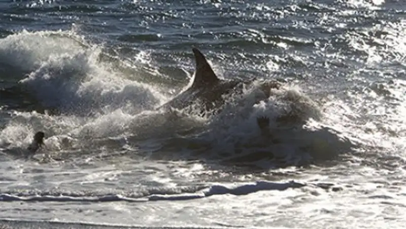 На Дальнем Востоке обнаружили скопление косаток-мутантов