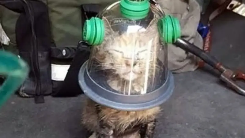 Пожарные спасли котенка при помощи специальной кислородной маски