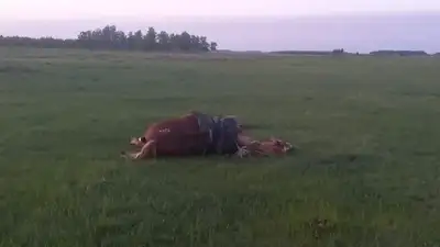 Мужчину и лошадь убило молнией в СКО , фото - Новости Zakon.kz от 26.05.2023 17:04