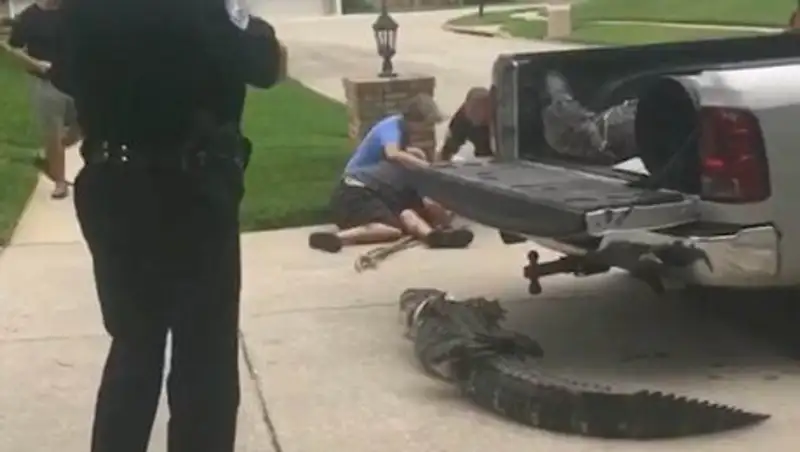 Связанный двухметровый аллигатор отправил в нокаут полицейского