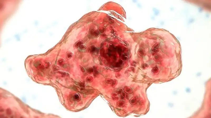 В США человек умер после заражения "пожирающей мозг" амебой из водопроводной воды