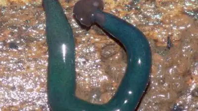 Новости науки и технологий, фото - Новости Zakon.kz от 23.05.2018 14:26