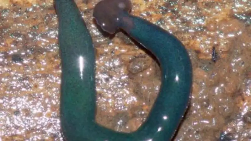 Гигантские черви-"молоты" захватили Францию