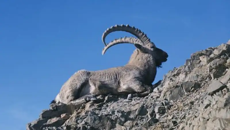 Житель Алматы задержан за отстрел горного козла в Алматинской области