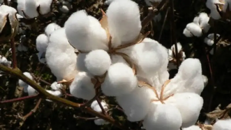 Выговоры получили директора школ в ЮКО, ученики которых собирали хлопок во время уроков