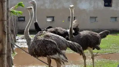 ytimg.com, фото - Новости Zakon.kz от 27.11.2017 14:26