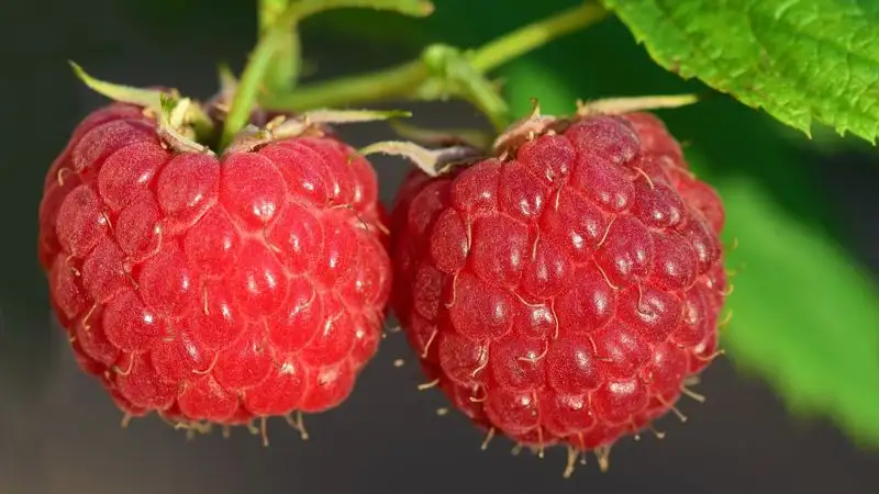 Кому нельзя есть малину, рассказала диетолог