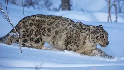 Салторе Сапарбаев, фото - Новости Zakon.kz от 23.10.2021 09:49