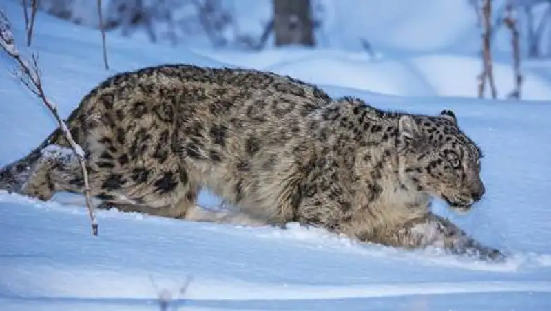 Урбанизация угрожает сохранению снежных барсов