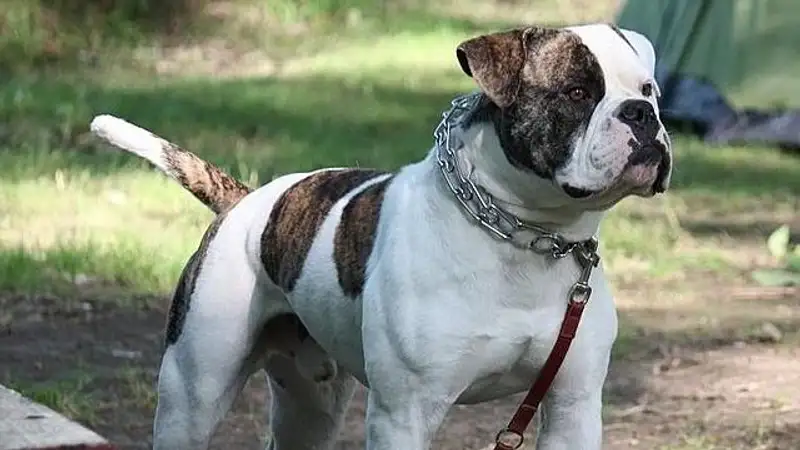 Американского бульдога хотят запретить в Великобритании
