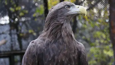 Отец 35 птенцов празднует день рождение в зоопарке Алматы, фото - Новости Zakon.kz от 10.03.2023 16:05