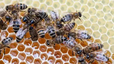 ©РИА Новости/Игорь Подгорный, фото - Новости Zakon.kz от 02.06.2018 10:55