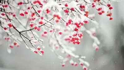 Zakon.kz, фото - Новости Zakon.kz от 18.01.2017 12:01