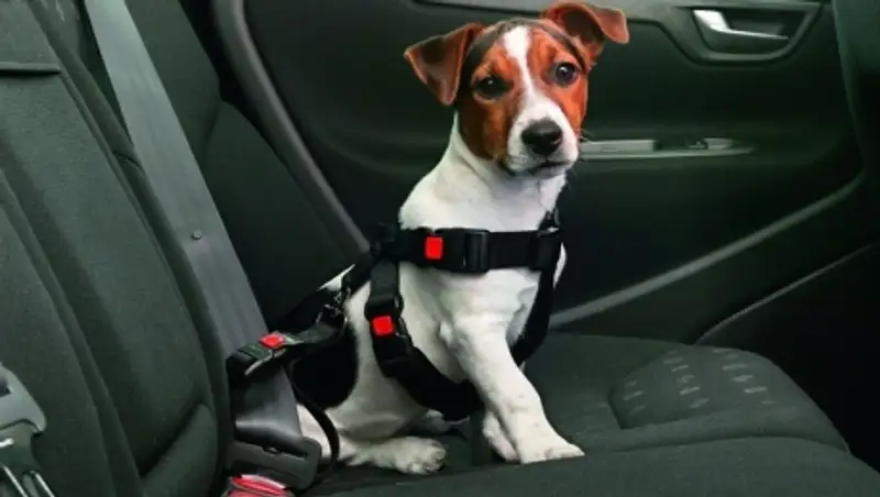 Полицейскому, требовавшему пристегнуть собаку в авто, объявлен строгий выговор