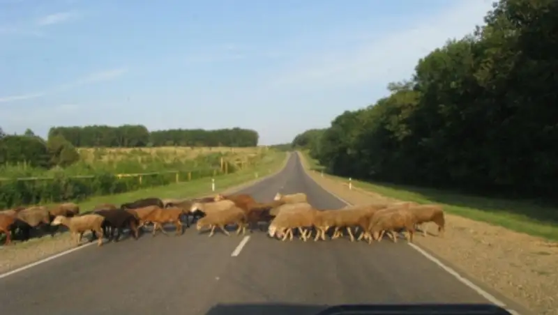 Рейсовый автобус перевернулся в Костанайской области из-за стада овец на дороге