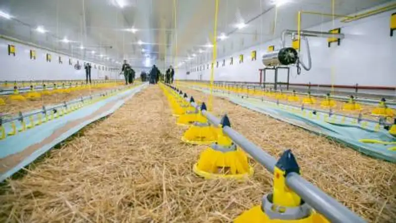 В Акмолинской области проводится работа по импортозамещению мяса птицы