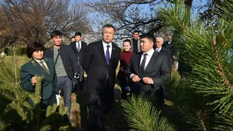 Шымкенттегі орталы&#1179; к&#1257;шелерге «Жасыл желек» т&#1201;&#1179;ымба&#1171;ыны&#1187; к&#1257;шеттері ор&#1171;ызылады