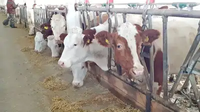 в Казахстане вводятся ограничения на вывоз бычков и баранчиков