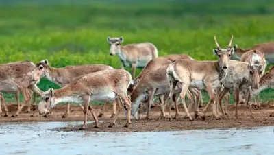 Zakon.kz, фото - Новости Zakon.kz от 14.06.2016 22:31