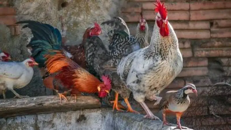 Карантин из-за птичьего гриппа ввели еще в одном селе Павлодарской области