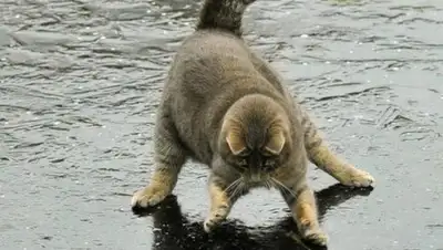 24kz, фото - Новости Zakon.kz от 28.02.2020 07:48