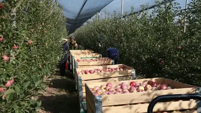 ферма яблок, фото - Новости Zakon.kz от 27.05.2023 13:09