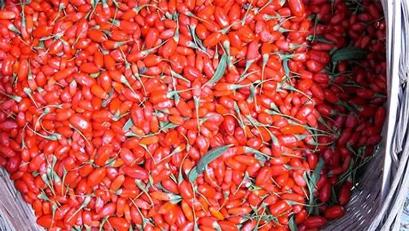 Россия вернула в Казахстан 200 кг ягод для похудения