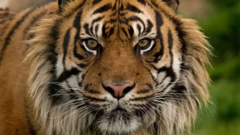 Редкий суматранский тигр растерзал фермера