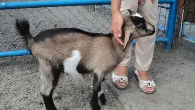 Zakon.kz, фото - Новости Zakon.kz от 07.08.2015 07:21