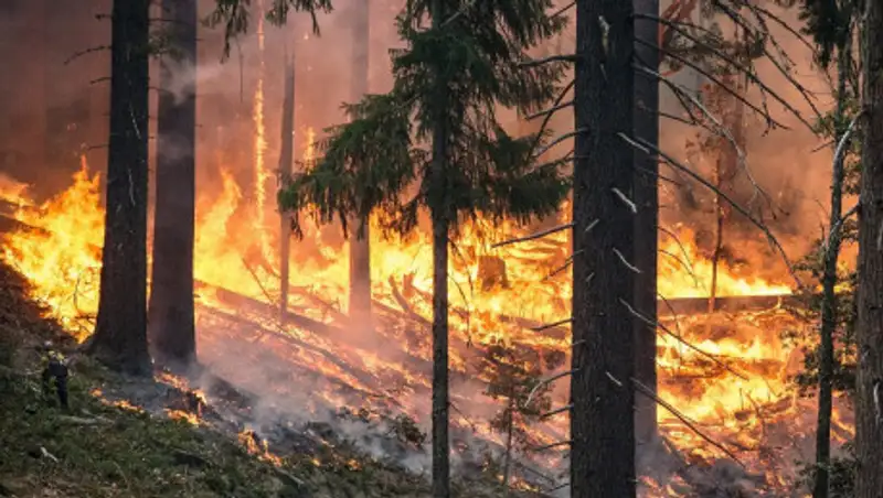 Из-за лесных пожаров режим ЧС введен в трех регионах Сибири