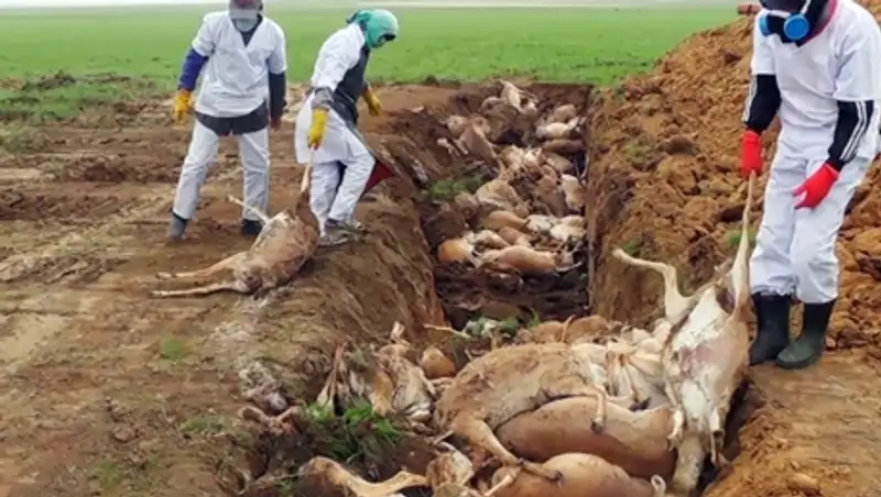 Выяснить причины массового падежа сайгаков Казахстану помогут иностранные эксперты