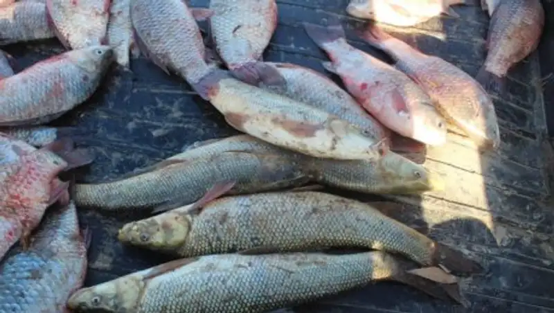 Пять краснокнижных туркестанских усачей изъяли у браконьера в Туркестанской области