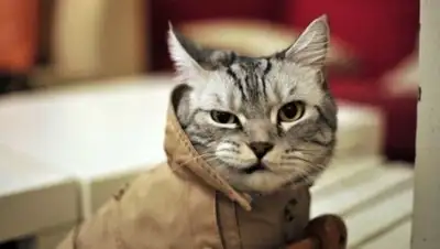 funpics86.ru, фото - Новости Zakon.kz от 28.05.2018 20:33