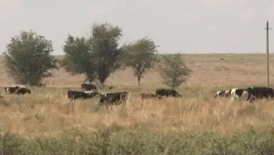 Zakon.kz, фото - Новости Zakon.kz от 09.10.2017 16:19