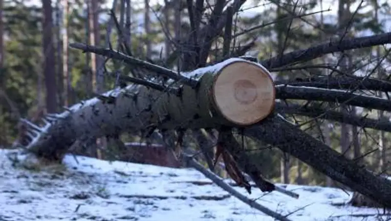 Лесников подозревают в незаконной порубке деревьев в Павлодарской области