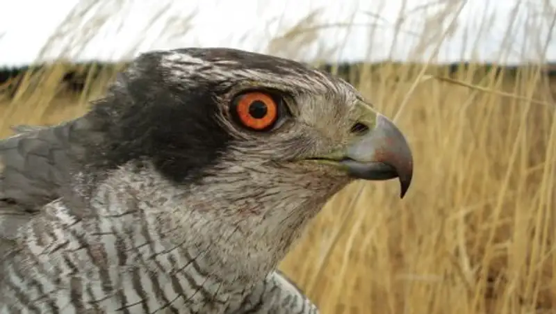 Браконьеров с ловушками для ловли хищных птиц поймали в Алакольском районе