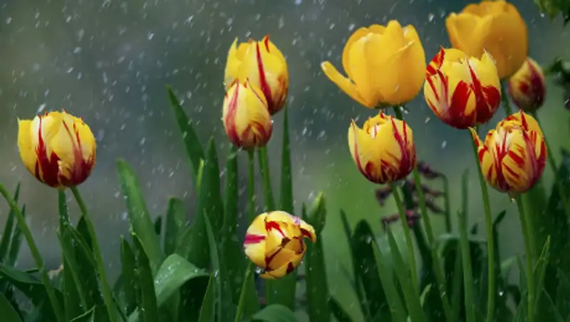 22 марта казахстанцев ожидает дождливая погода