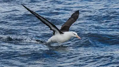 птица, фото - Новости Zakon.kz от 25.12.2022 17:21