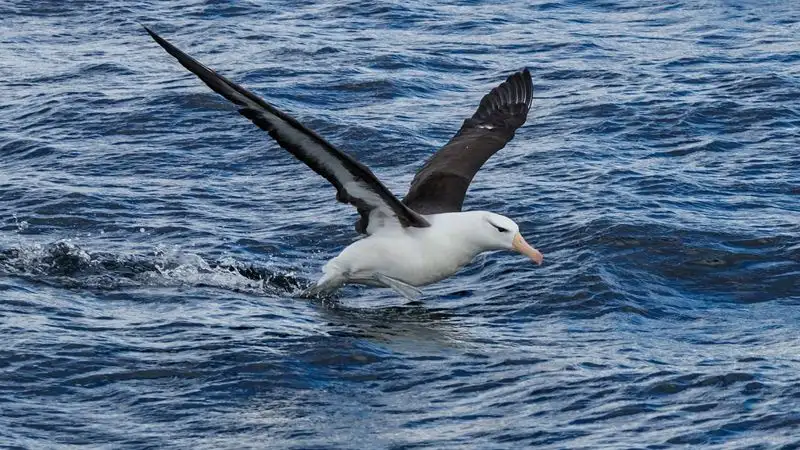 Орнитологи выдвинули новую теорию относительно пожилых семейных пар альбатросов