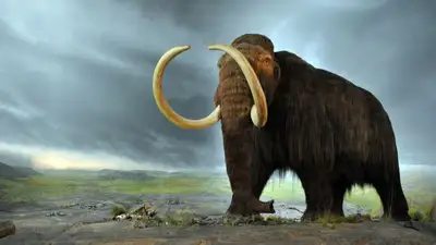 Новую версию вымирания европейских мамонтов и носорогов выдвинули биологи