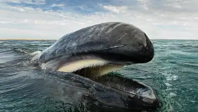 Zakon.kz, фото - Новости Zakon.kz от 29.06.2016 21:53