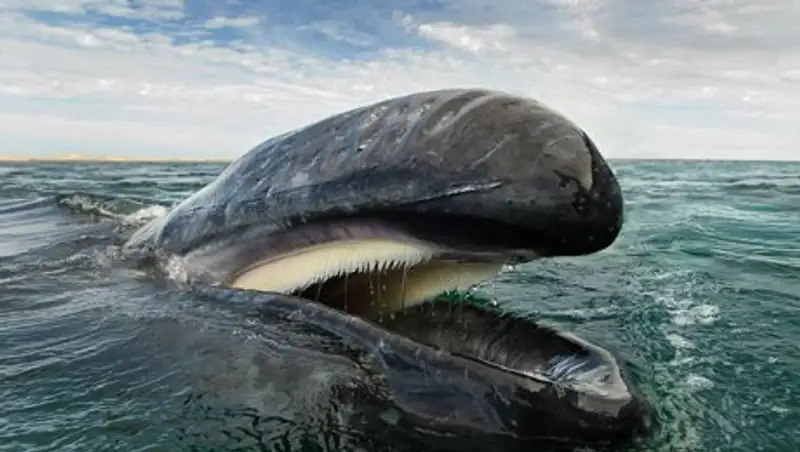 Киты и дельфины на удивительных снимках