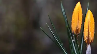 pixabay.com, фото - Новости Zakon.kz от 08.03.2021 15:59