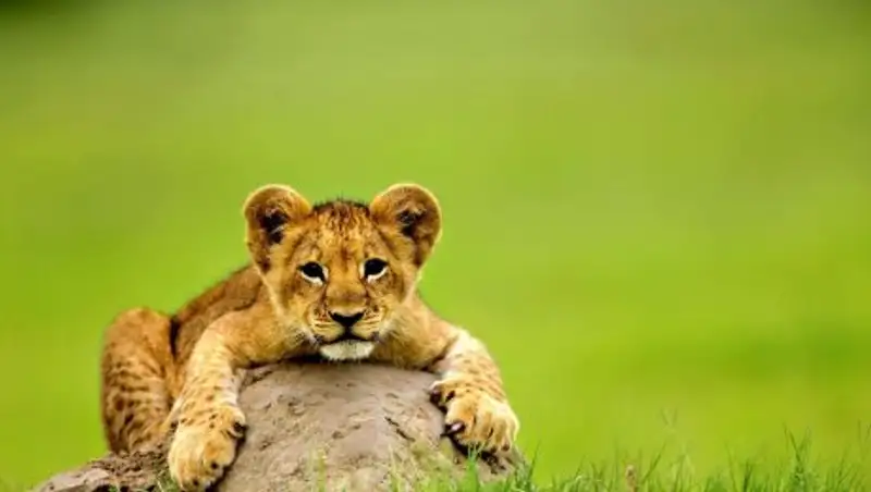 Алматинец выставил на продажу льва