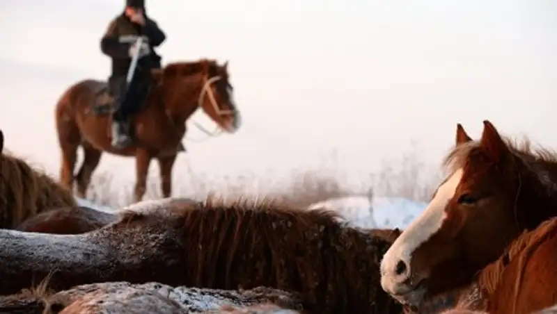 Пастуха застрелили в Западном Казахстане