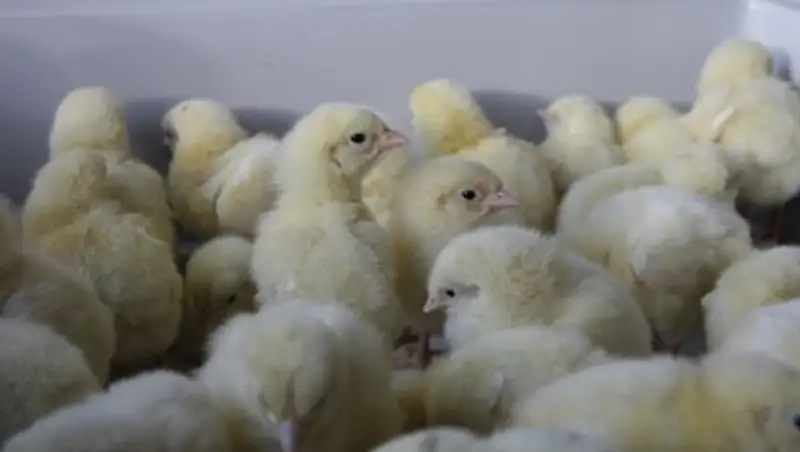 В Британии спасли тысячу брошенных в поле цыплят