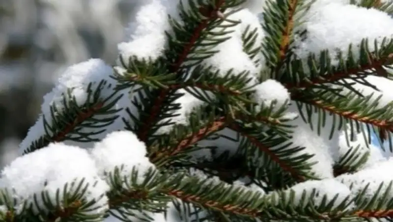 Понижение температуры до -20-25 мороза прогнозируют синоптики в нескольких регионах РК