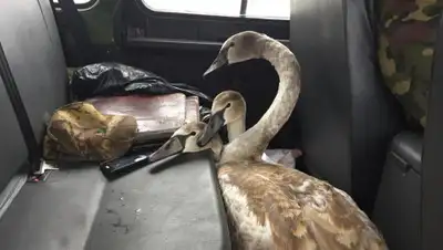 Facenbook, фото - Новости Zakon.kz от 12.11.2019 20:35