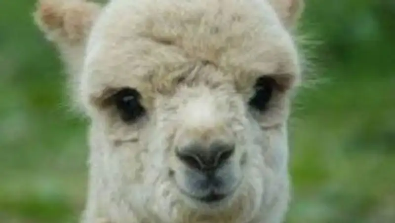 Первый за долгое время самец ламы родился в зоопарке Алматы